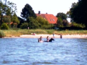 Zwei Seepferdchen im Wasser
