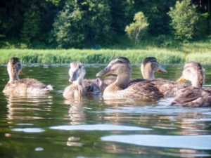 Auf Augenhöhe mit den Enten